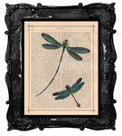 Dragonflies dancing on an Antique Book Page Art Print
