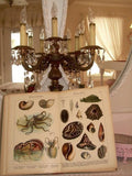 Nautilus and Seashells Purse against an Antique Music Title Book Page Purse